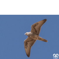 گونه بالابان Saker Falcon